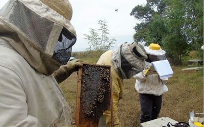 Identifican prácticas apícolas que más impactan sobre la salud y productividad de las abejas melíferas