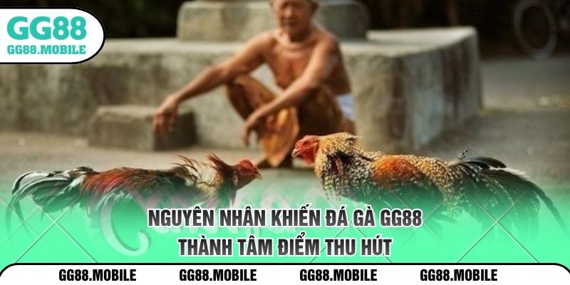 Nguyên nhân khiến đá gà GG88 thành tâm điểm thu hút