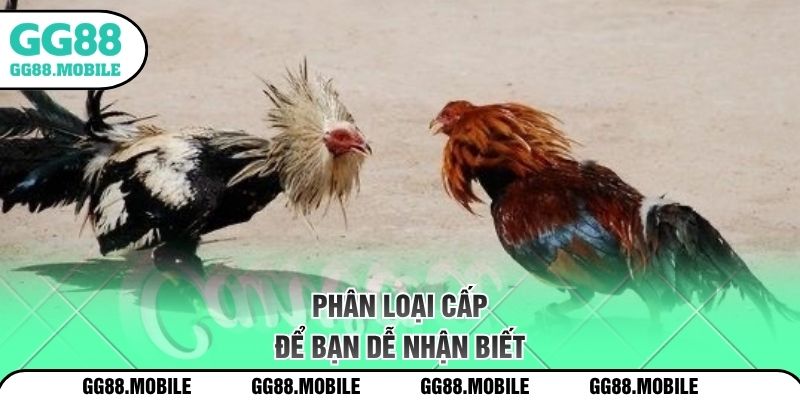 Phân loại cấp để bạn dễ nhận biết